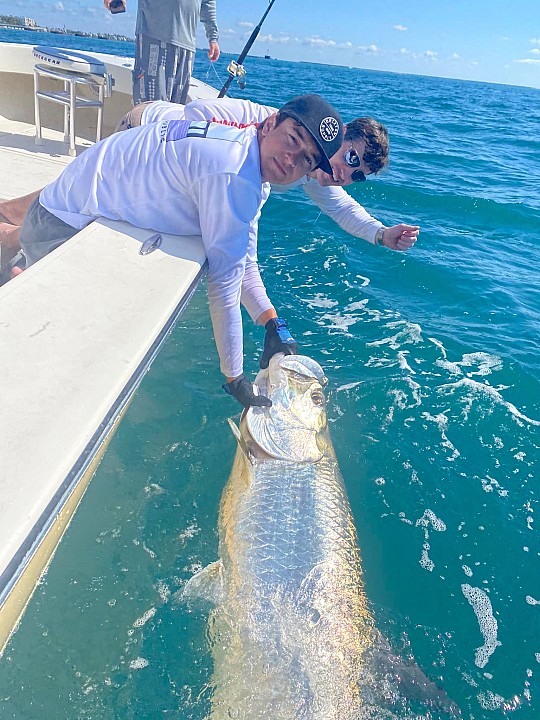 Tarpon