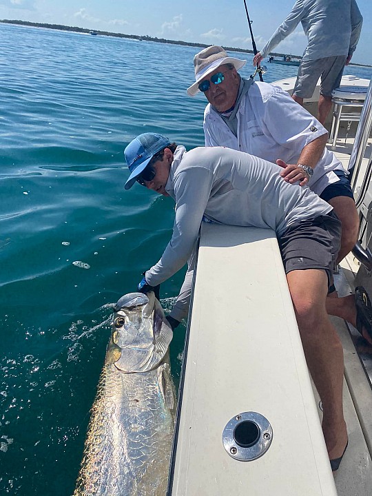 Tarpon