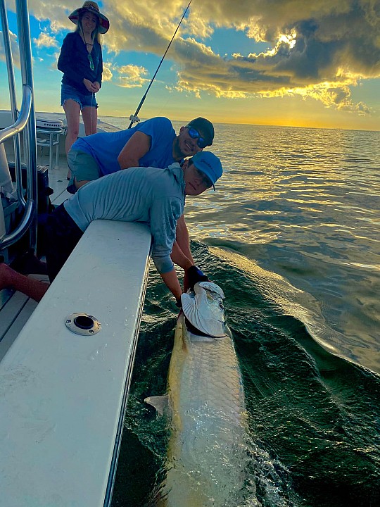 Tarpon