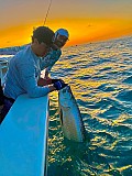 Tarpon