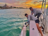 Tarpon
