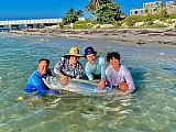 Tarpon