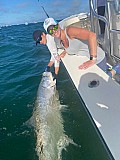 Tarpon