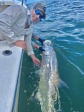 Tarpon