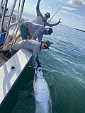 Tarpon