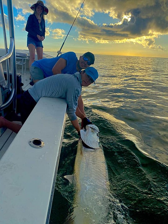 Tarpon